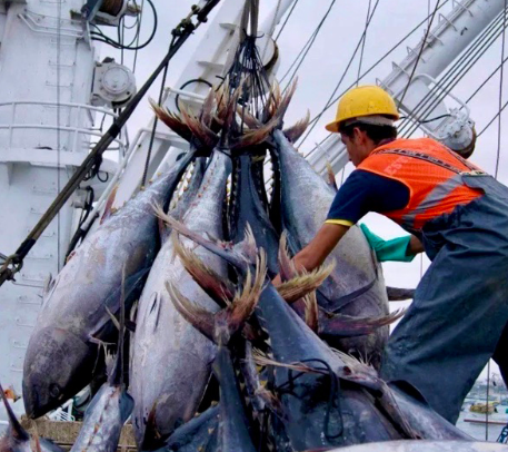 Pesca y procesamiento pesquero